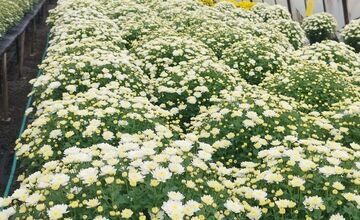 FOTO: Skleníky na Rákoši zaplavili farby jesene