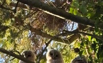 FOTO: Bystričanov potešil pohľad na malé sovičky