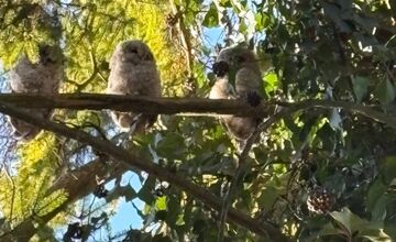 FOTO: Bystričanov potešil pohľad na malé sovičky