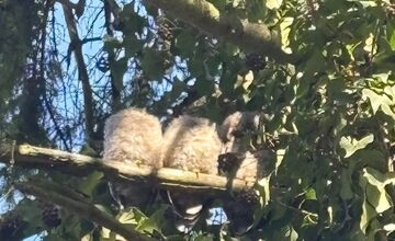 FOTO: Bystričanov potešil pohľad na malé sovičky