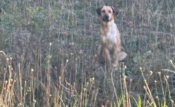 FOTO: Smutný osud svorky zo salaša