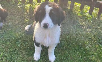 FOTO: Smutný osud svorky zo salaša