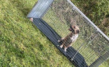 FOTO: Smutný osud svorky zo salaša