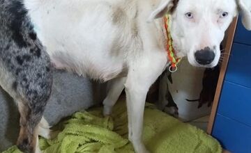 FOTO: Smutný osud svorky zo salaša