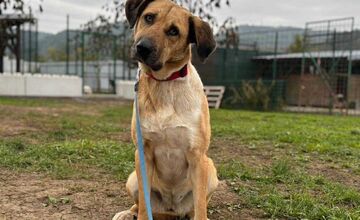 FOTO: Smutný osud svorky zo salaša