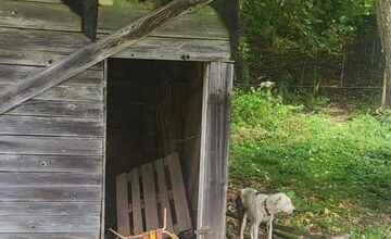 FOTO: Smutný osud svorky zo salaša