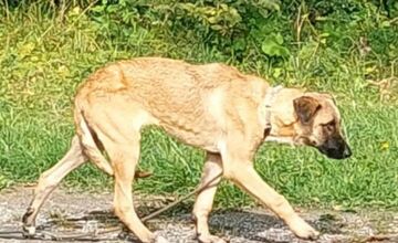 FOTO: Smutný osud svorky zo salaša