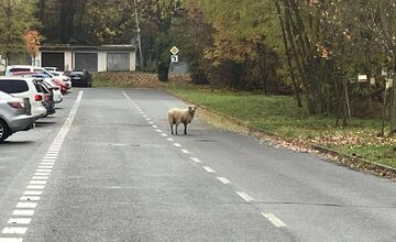 FOTO: Ovečku videli pri nemocnici aj cintoríne