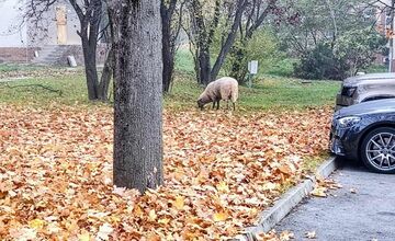 FOTO: Ovečku videli pri nemocnici aj cintoríne