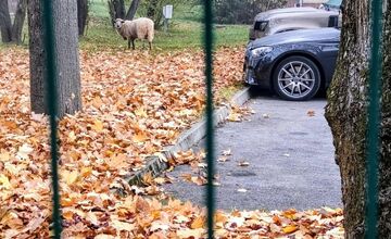 FOTO: Ovečku videli pri nemocnici aj cintoríne