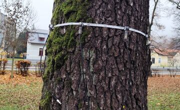 FOTO: Park na Tajovského ulici preverujú arboristi a vedci