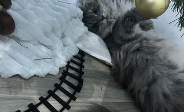 FOTO: Vianočný stromček vs. mačky