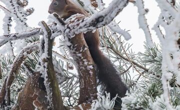 FOTO: Zamrznutá krása Banskej Štiavnice očami fotografa