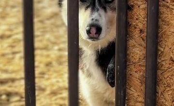 FOTO: Silné mrazy ohrozujú zvieratá v útulku