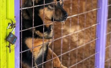 FOTO: Silné mrazy ohrozujú zvieratá v útulku