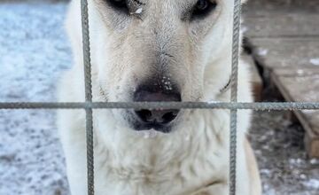 FOTO: Silné mrazy ohrozujú zvieratá v útulku