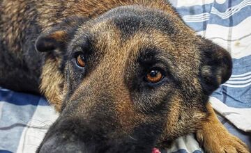 FOTO: Silné mrazy ohrozujú zvieratá v útulku