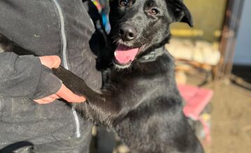 FOTO: Mesto Banská Bystrica motivuje k adopcii, títo krásavci čakajú na nový domov