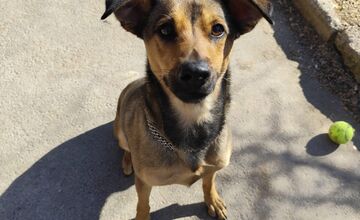 FOTO: Mesto Banská Bystrica motivuje k adopcii, títo krásavci čakajú na nový domov