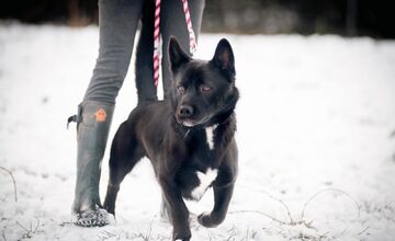 FOTO: Mesto Banská Bystrica motivuje k adopcii, títo krásavci čakajú na nový domov