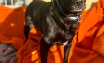 FOTO: Mesto Banská Bystrica motivuje k adopcii, títo krásavci čakajú na nový domov