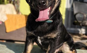 FOTO: Mesto Banská Bystrica motivuje k adopcii, títo krásavci čakajú na nový domov