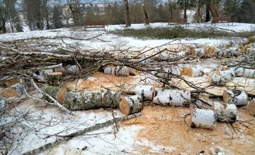 FOTO: Výrub stromov na Zlatom Potoku