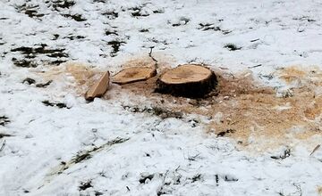 FOTO: Výrub stromov na Zlatom Potoku