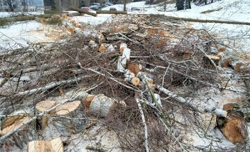 FOTO: Výrub stromov na Zlatom Potoku