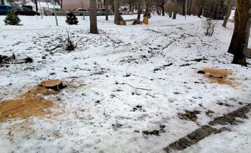 FOTO: Výrub stromov na Zlatom Potoku