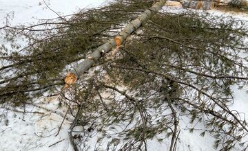 FOTO: Výrub stromov na Zlatom Potoku