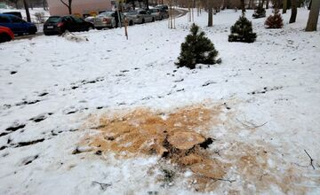 FOTO: Výrub stromov na Zlatom Potoku