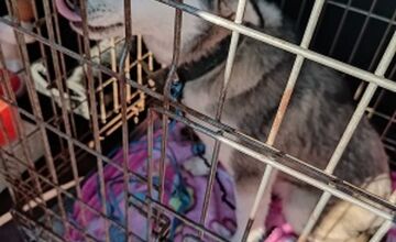 FOTO: Fenka Kikuš si našla novú rodinku v Nemecku