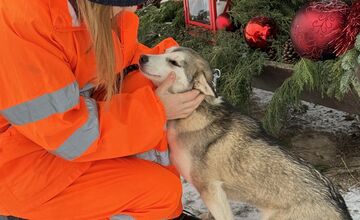 FOTO: Fenka Kikuš si našla novú rodinku v Nemecku