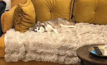 FOTO: Fenka Kikuš si našla novú rodinku v Nemecku