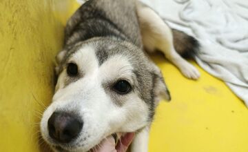 FOTO: Fenka Kikuš si našla novú rodinku v Nemecku