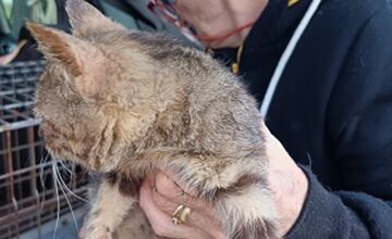 FOTO: Fenka Kikuš si našla novú rodinku v Nemecku