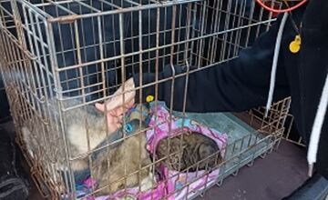 FOTO: Fenka Kikuš si našla novú rodinku v Nemecku