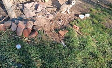 FOTO: Fenka Kikuš si našla novú rodinku v Nemecku