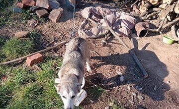 FOTO: Fenka Kikuš si našla novú rodinku v Nemecku