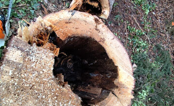 FOTO: Na výrub v Mestskom parku v Bystrici sa valí vlna kritiky, primátor reaguje