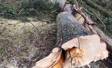 FOTO: Na výrub v Mestskom parku v Bystrici sa valí vlna kritiky, primátor reaguje