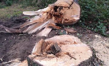 FOTO: Na výrub v Mestskom parku v Bystrici sa valí vlna kritiky, primátor reaguje