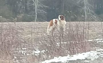 FOTO: Labka pomoci rieši odchyt bernardína