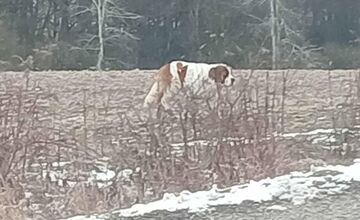 FOTO: Labka pomoci rieši odchyt bernardína