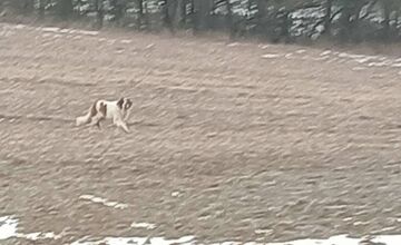 FOTO: Labka pomoci rieši odchyt bernardína