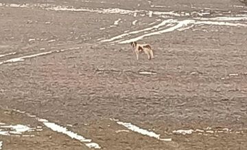 FOTO: Labka pomoci rieši odchyt bernardína