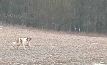FOTO: Labka pomoci rieši odchyt bernardína
