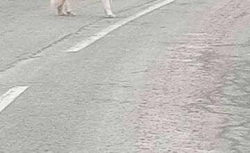 FOTO: Labka pomoci rieši odchyt bernardína