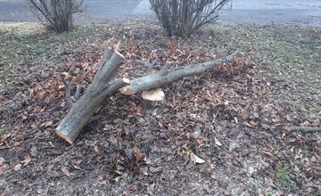 FOTO: Spomienky na vypílené stromy v Podlaviciach